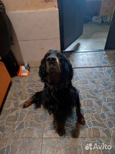 Шотландский сеттер