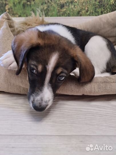 Щенок в добрые руки средней собачки