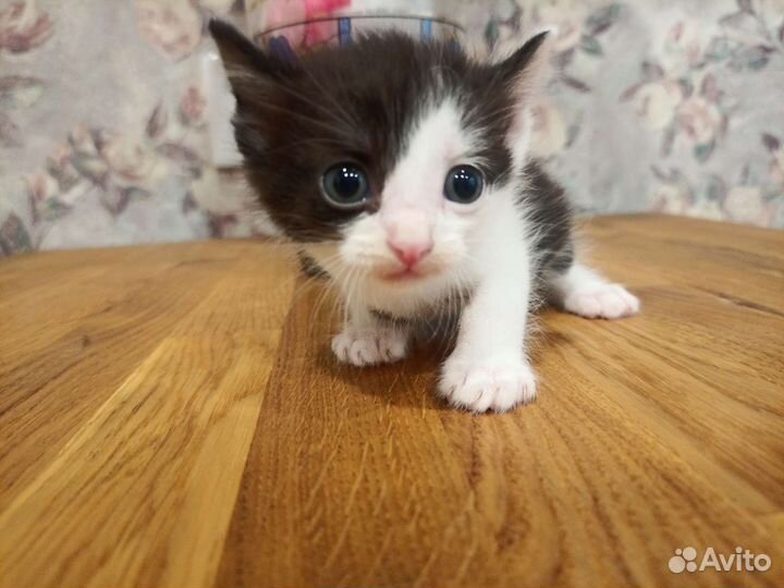 Котики в добрые руки