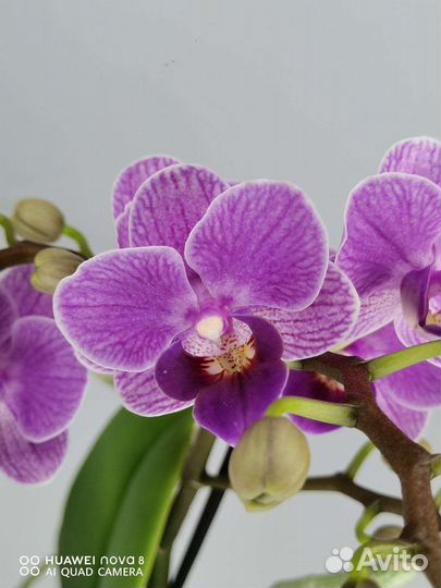 Орхидея мультифлора Вайолет квин