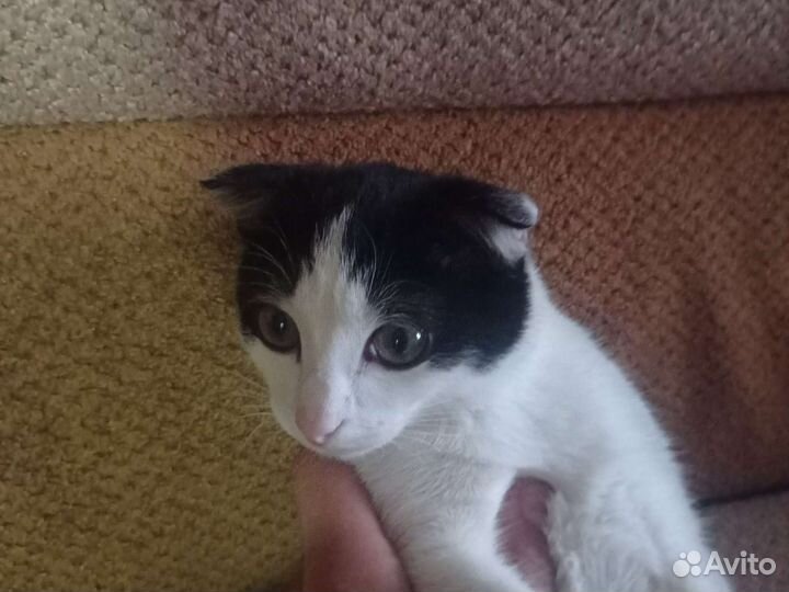 Шотландский веслоуха