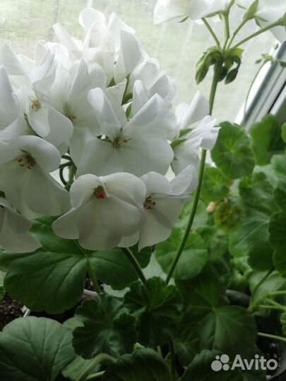 Комнатные растения цветущие