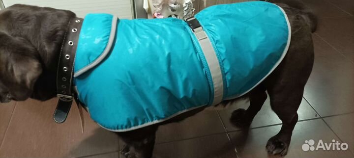 Папона- дождевик