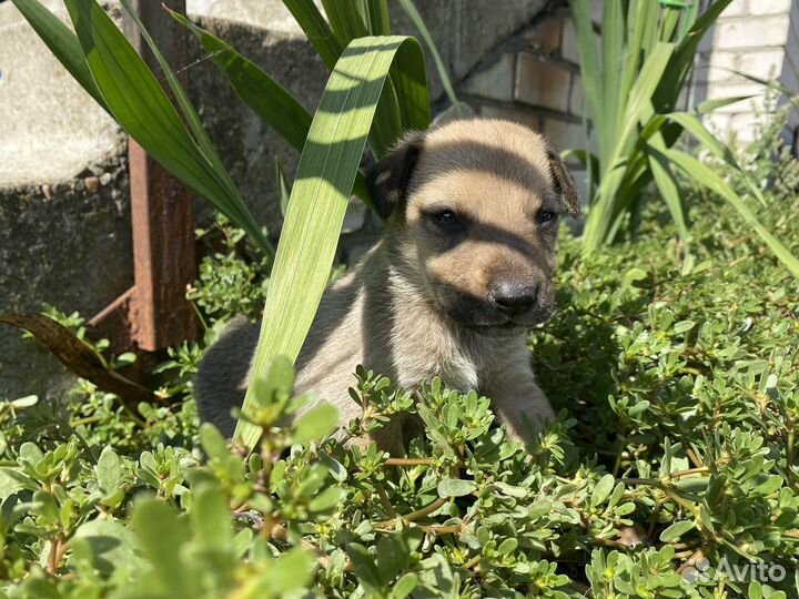 Маленькая собака