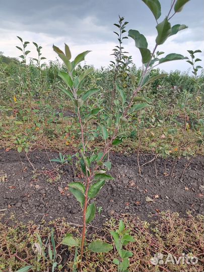 Саженцы яблони оптом