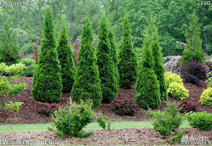 Туи для изгороди