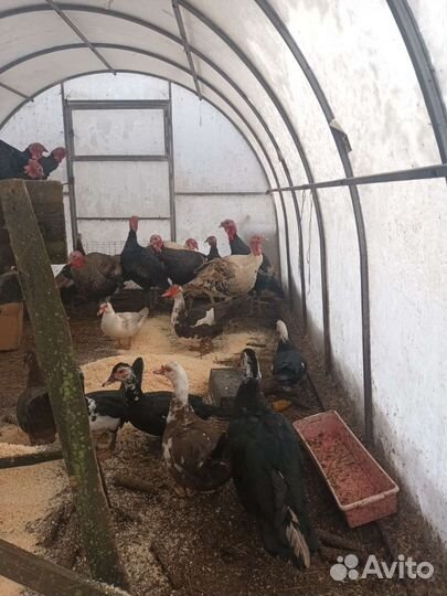 Мясо индюк. утка. курица,кролик