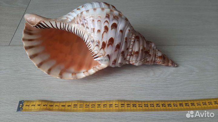 Раковина морская