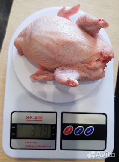 Николаевские перепела, Белый гигант, яйца,перепела