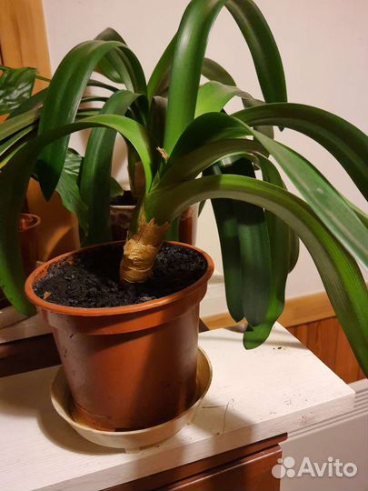 Кливия комнатное горшечное неприхотливое растение