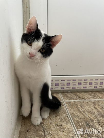 Котенок - подросток ищет дом