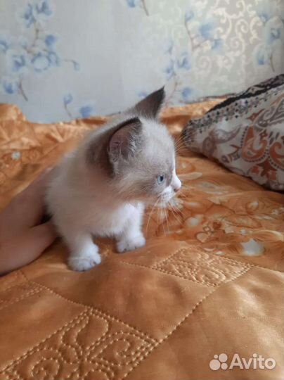 Сиамская кошка