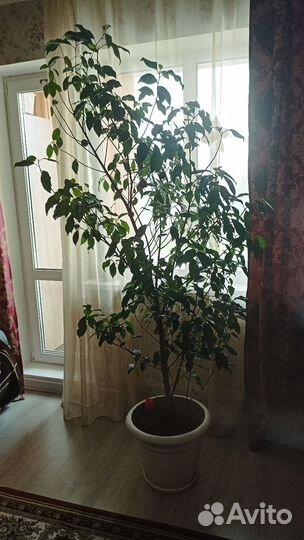 Фикус бенджамина 2 м