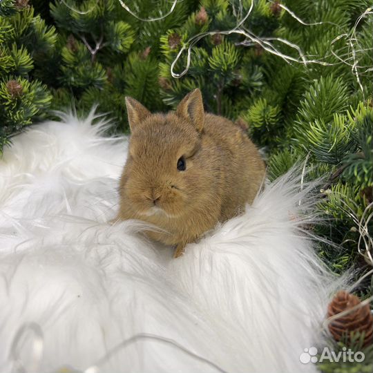 Ручные кролики мини домашние