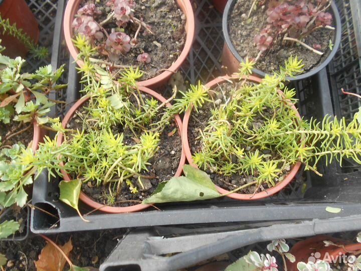 Очиток седум