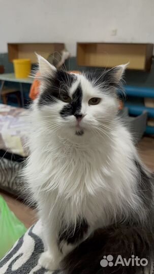 Кошка в дар бесплатно