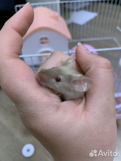 Сатиновые мыши
