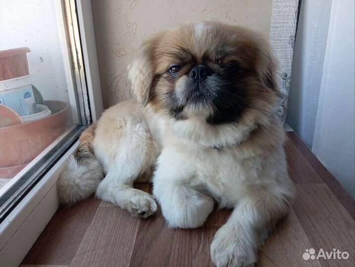 Щенки пекинеса