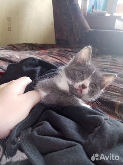 Котята в добрые руки бесплатно