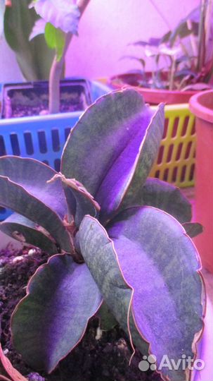 Сансевиерия Синус Симеорум