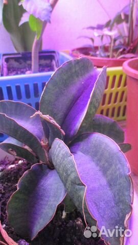 Сансевиерия Синус Симеорум