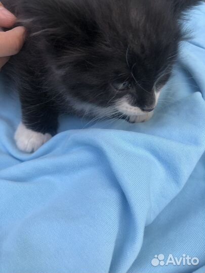 Бедные котята поеряли дом