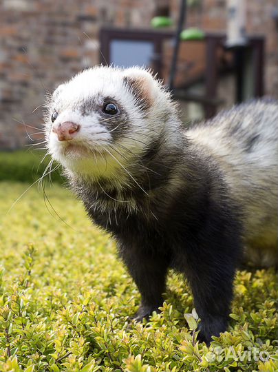 Продам хорей различных окрасов