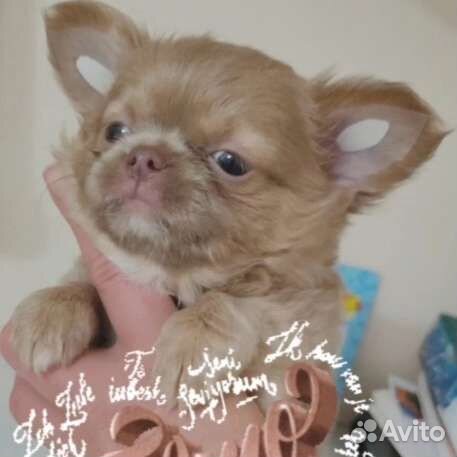 Щенки чихуахуа