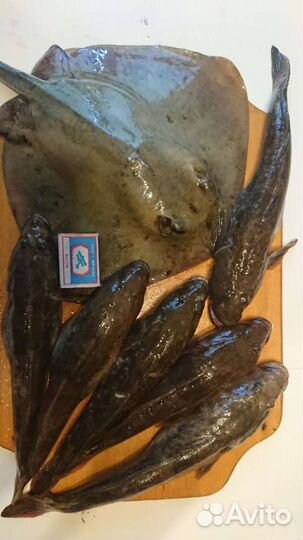 Рыбалка / морские прогулки /аренда