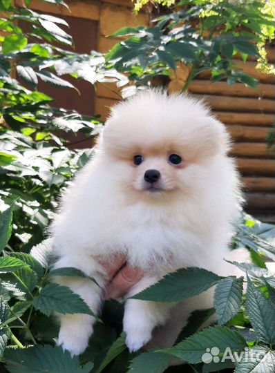 Померанский шпиц мальчик