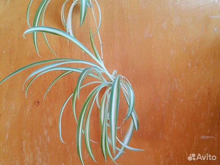 Хлорофитум