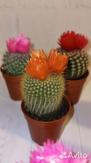 Кактус микс