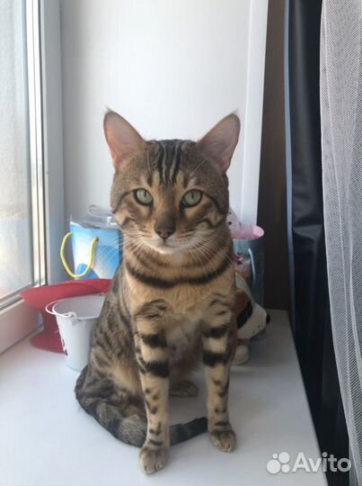 Передержка/гостиница для животных