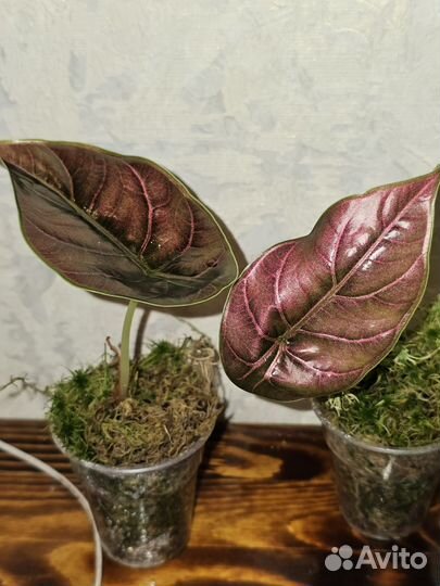 Алоказия Азлани