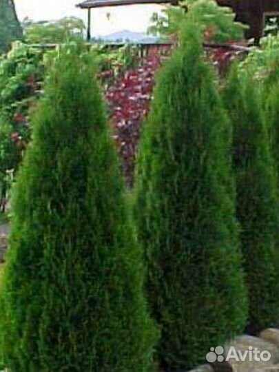 Туя западная: смарагд, брабанд.ель колючая SBS др