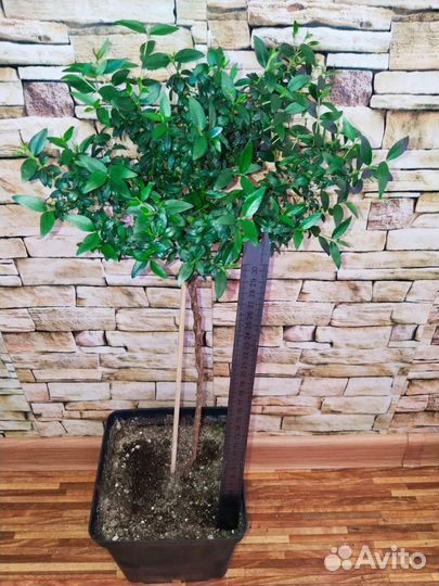 Мирт. Инжир. Гранат