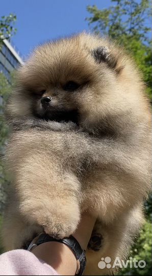 Померанский шпиц девочка