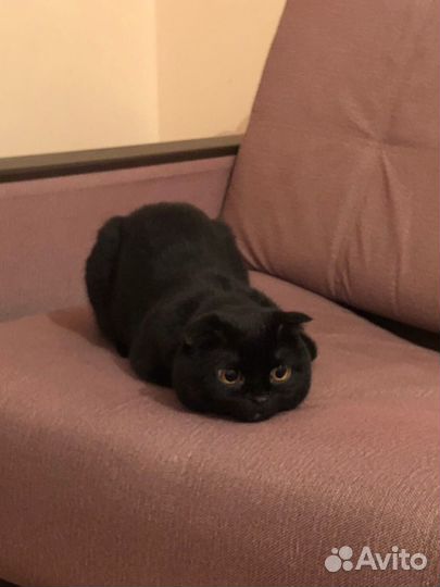 Британский вислоухий кот