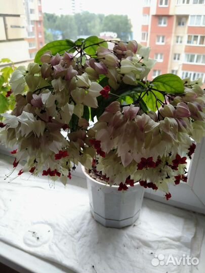 Дендробиум