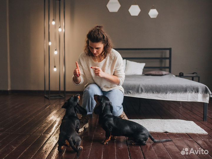 Кинолог. Дрессировка,Коррекция,Воспитание