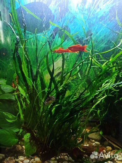 Папоротник таиландский