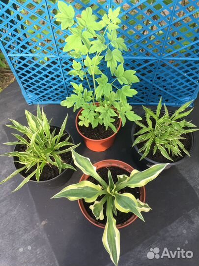 Цветы для сада