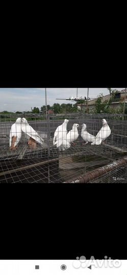 Продаются армянские и бакинские голуби