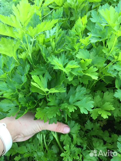 Фермерская петрушка, сельдерей, мята, кабачки