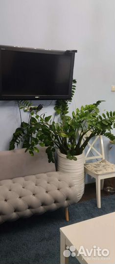 Замиокулькас, долларовое дерево