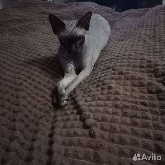 Канадский сфинкс