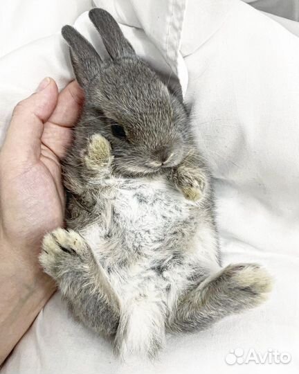 Декоративный кролик