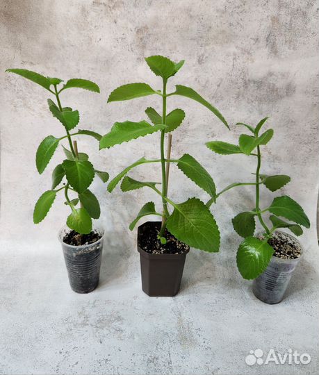 Комнатная мята Плектрантус