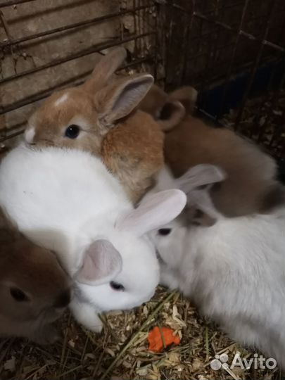 Морская свинка, кролики декоративные