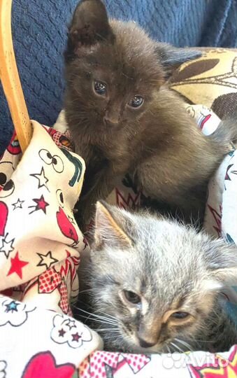 Котята в добрые руки